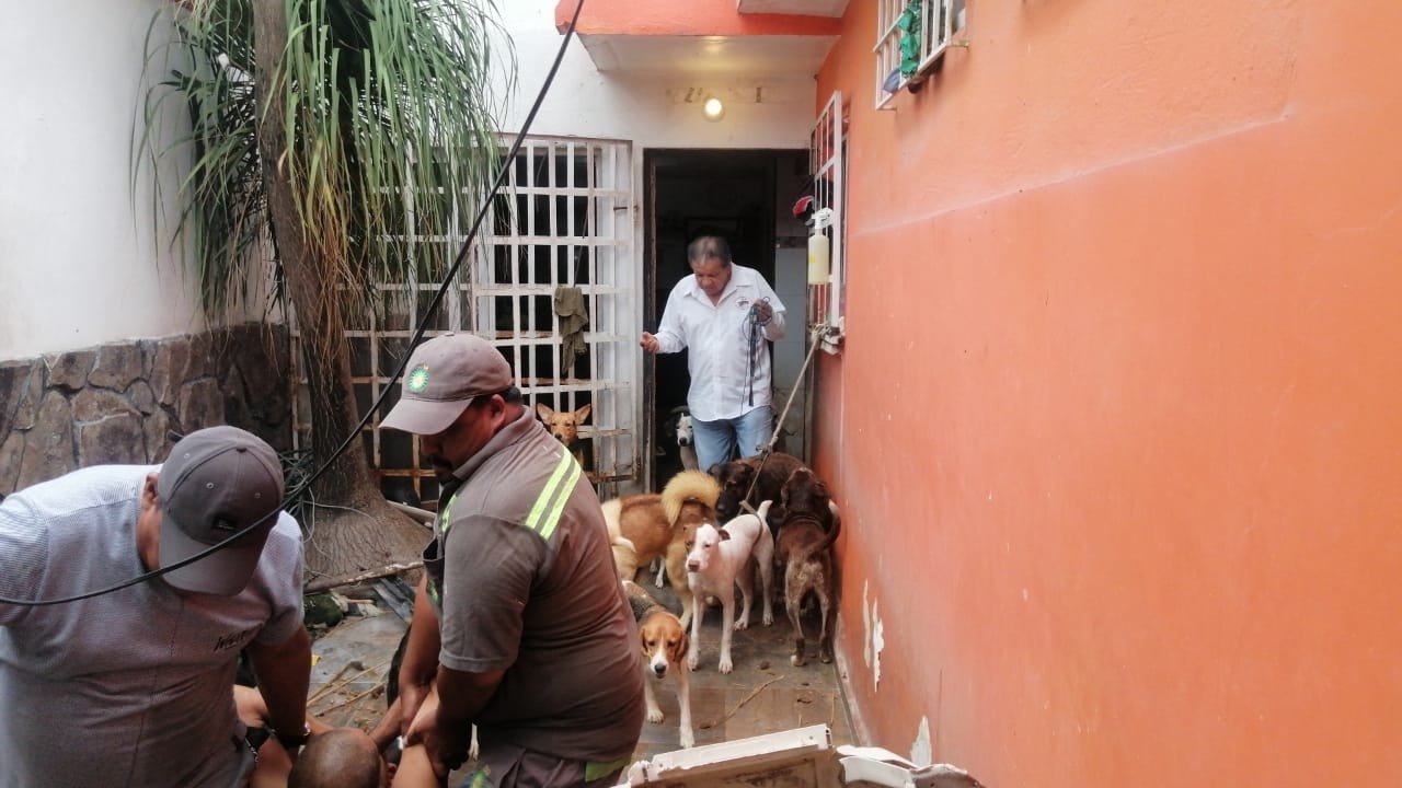 Rescatan a hombre que vivía hacinado con 30 perros en Geovillas Los Pinos