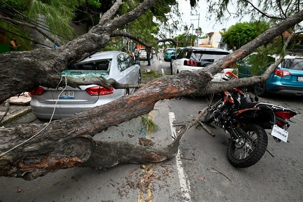 Cae árbol y aplasta moto y tres camionetas en zona de mercados de Veracruz