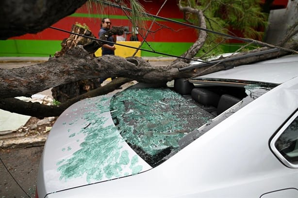 Cae árbol y aplasta moto y tres camionetas en zona de mercados de Veracruz