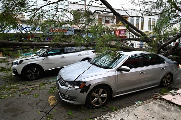 Cae árbol y aplasta moto y tres camionetas en zona de mercados de Veracruz