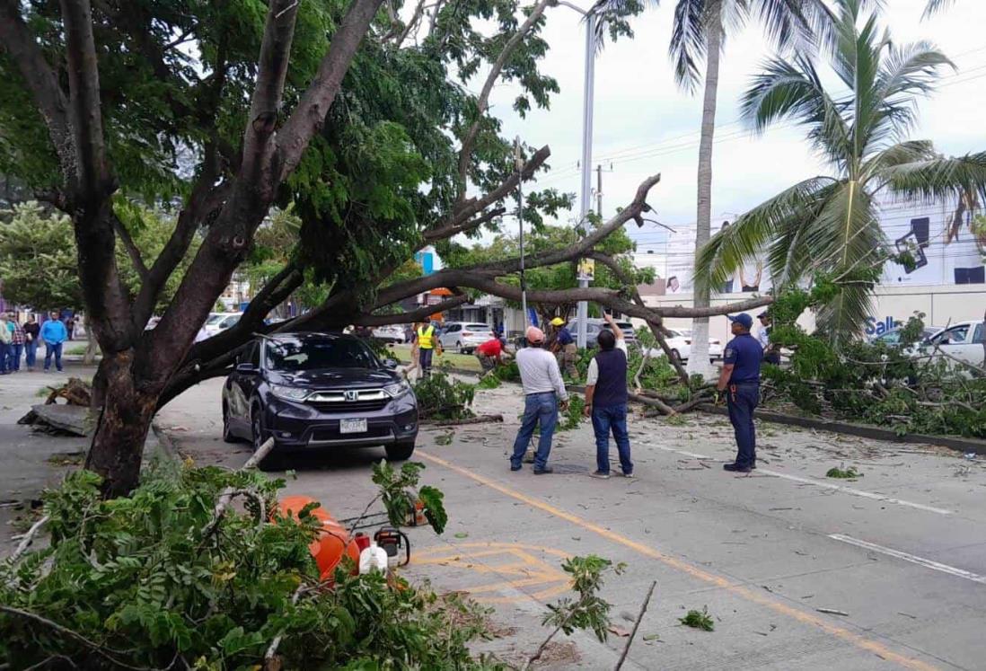 Norte en Veracruz: enorme árbol cae sobre camioneta en Boca del Río