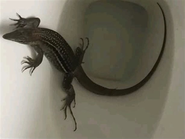 Hombre en Veracruz encontró este animal al sentarse en su taza de baño