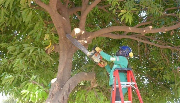 Esta es la multa por podar un árbol en una calle en Veracruz