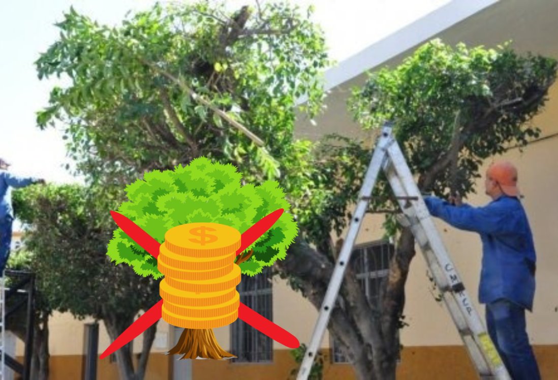 Esta es la multa por podar un árbol en una calle en Veracruz