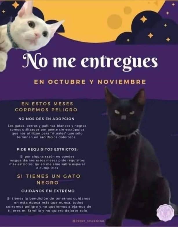 Por esta razón llaman a proteger a perros y gatos negros en Veracruz durante octubre