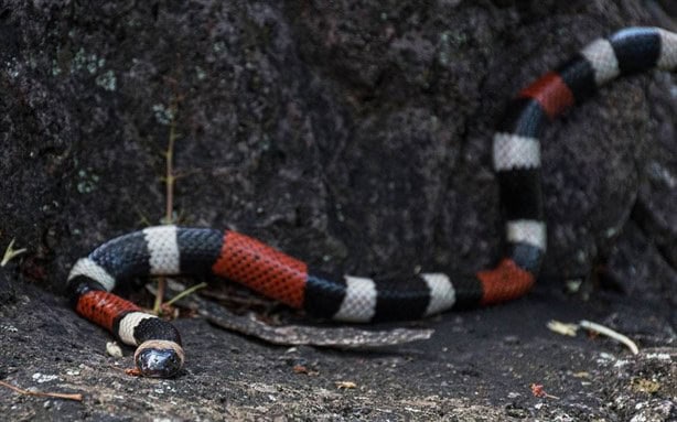 ¿Qué tipo de serpiente es la más venenosa que se puede encontrar en Veracruz?