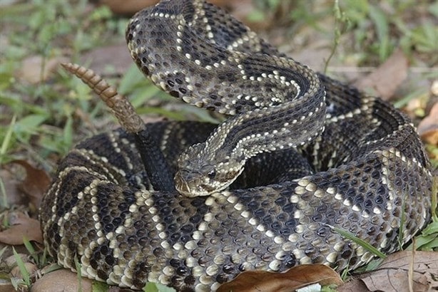 ¿Qué tipo de serpiente es la más venenosa que se puede encontrar en Veracruz?