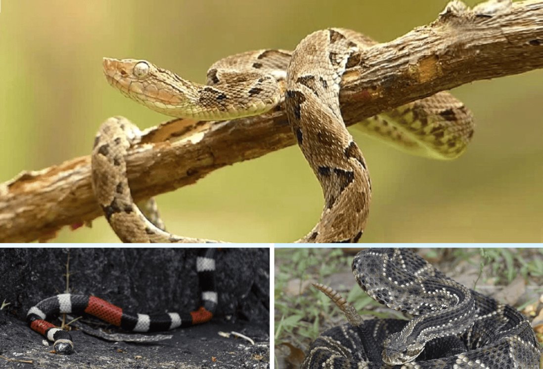 ¿Qué tipo de serpiente es la más venenosa que se puede encontrar en Veracruz?