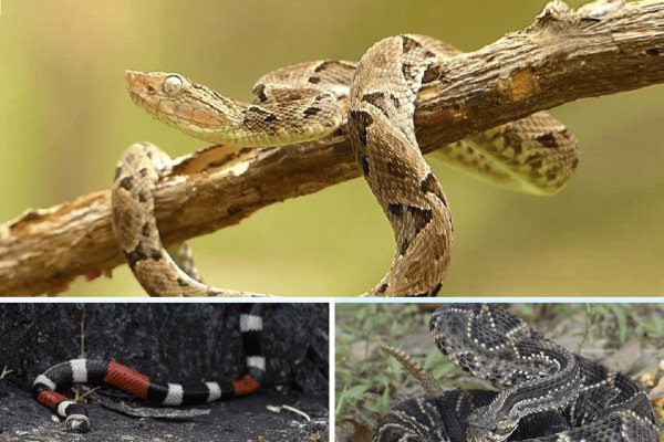 ¿Qué tipo de serpiente es la más venenosa que se puede encontrar en Veracruz?