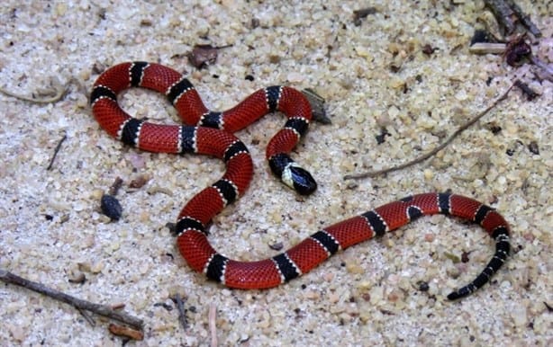 ¿Cómo distinguir una serpiente coralillo real de una que no es venenosa?