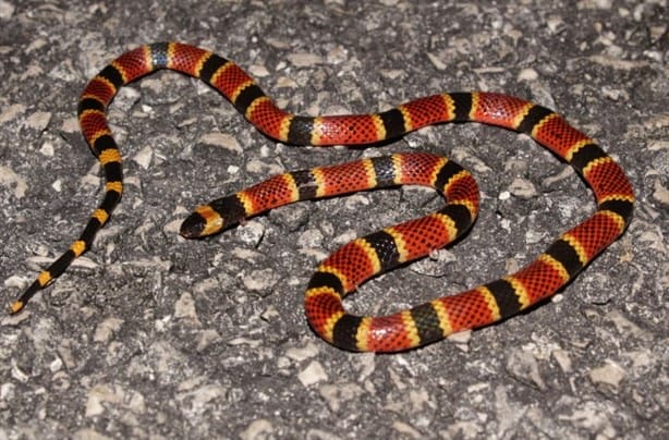 ¿Cómo distinguir una serpiente coralillo real de una que no es venenosa?