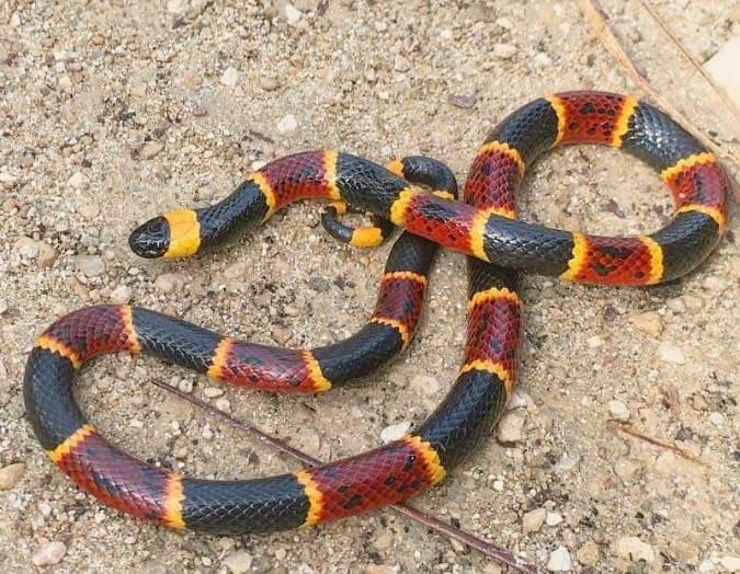 ¿Cómo distinguir una serpiente coralillo real de una que no es venenosa?