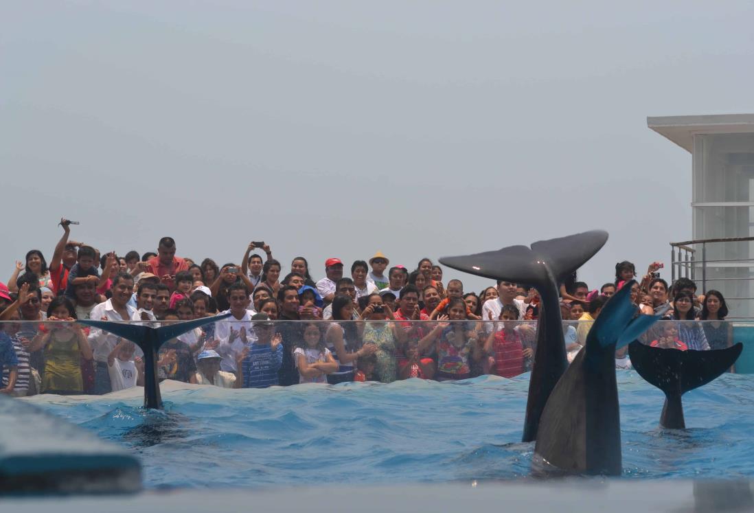 Acuario de Veracruz volverá a tener delfines; alistan la llegada de estos mamíferos