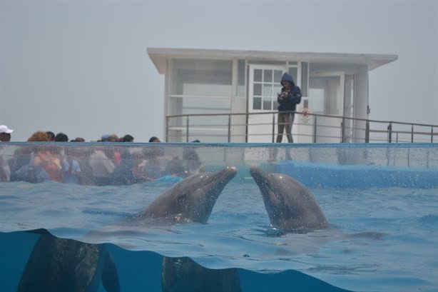 Acuario de Veracruz volverá a tener delfines; alistan la llegada de estos mamíferos