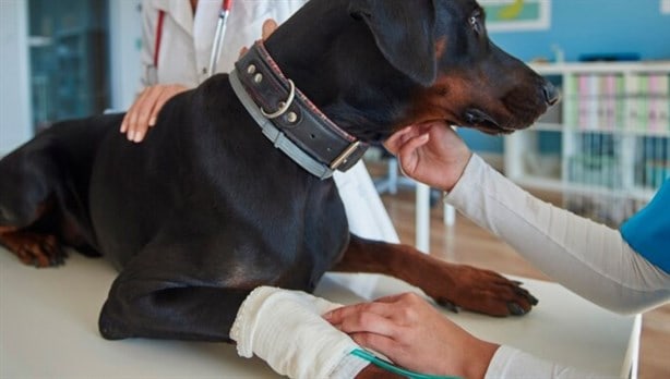 ¿Cómo realizar los primeros auxilios para mascotas? Esto dice la UNAM