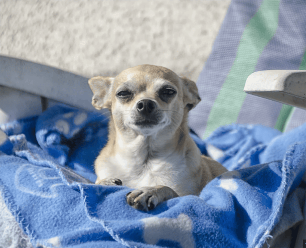 ¿Lo sabías?; esto vive un perro de raza chihuahua según la ciencia