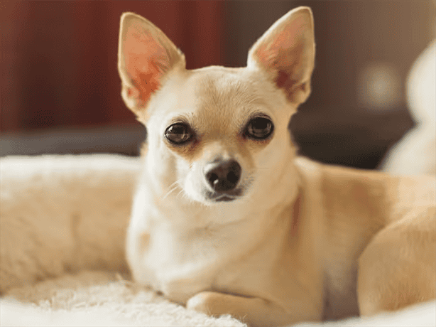 ¿Lo sabías?; esto vive un perro de raza chihuahua según la ciencia