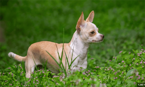 ¿Lo sabías?; esto vive un perro de raza chihuahua según la ciencia