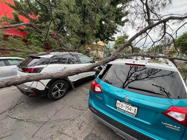 Si un árbol cayó sobre tu automóvil en Veracruz esto debes hacer