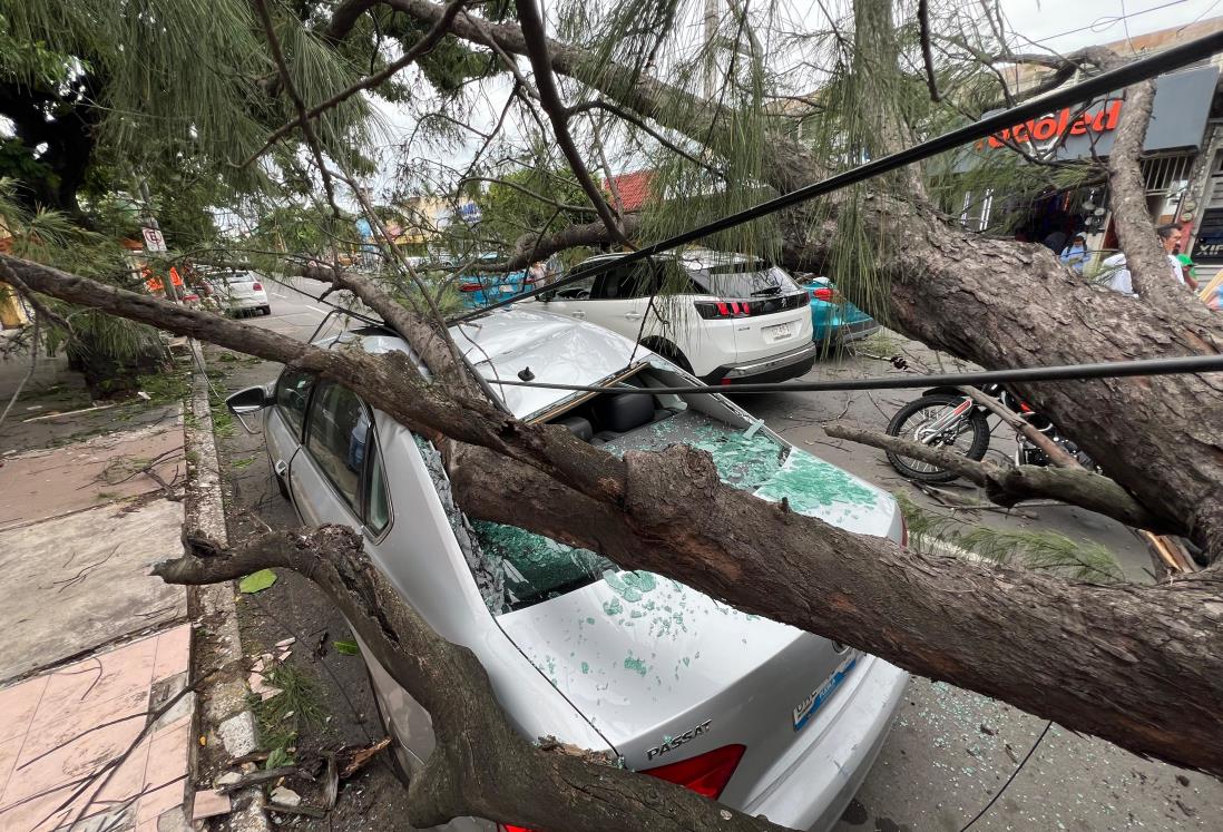 Si un árbol cayó sobre tu automóvil en Veracruz esto debes hacer