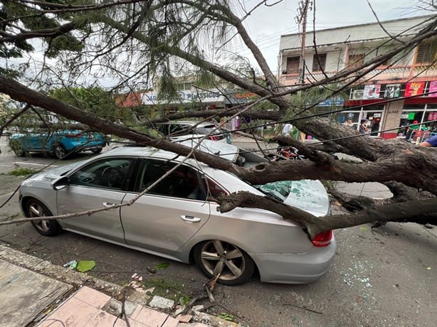 Si un árbol cayó sobre tu automóvil en Veracruz esto debes hacer