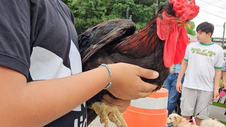 Realizan bendición de mascotas en Tihuatlán, como parte de fiestas de San Francisco de Asís