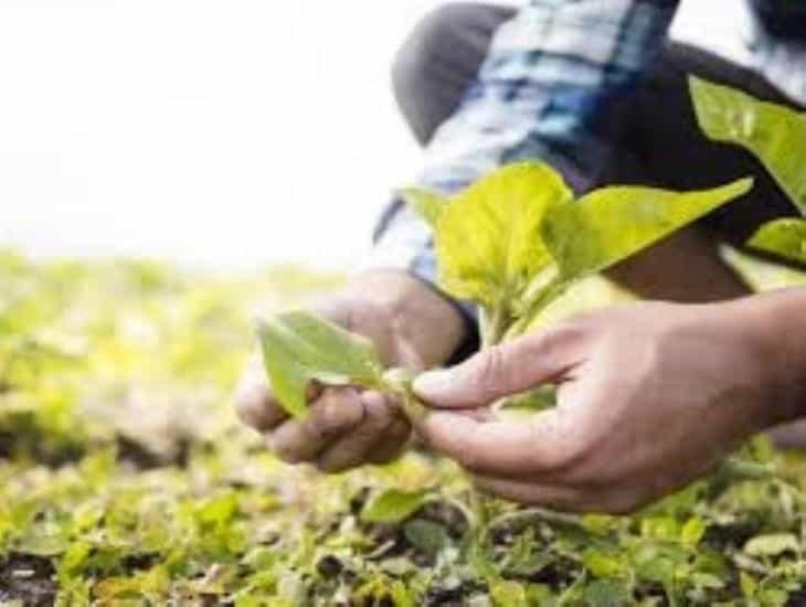 AGENDA AMBIENTAL: El camino hacia una agricultura más eficiente