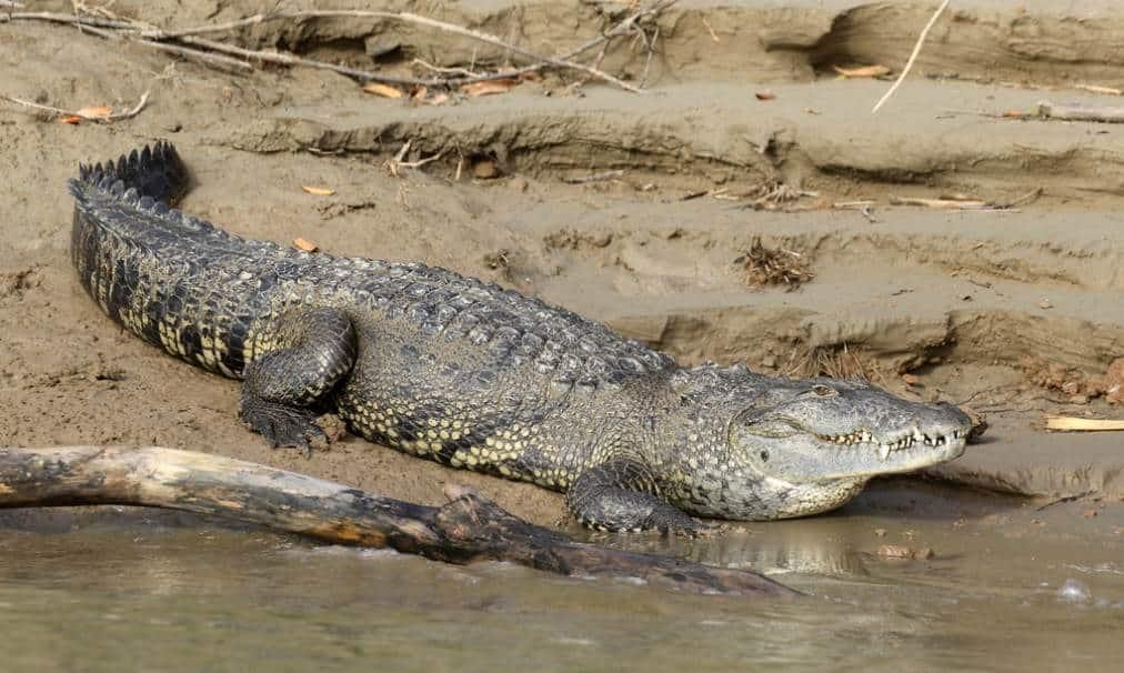 Tras inundaciones, cocodrilos deambulan en litorales del río Agua Dulce