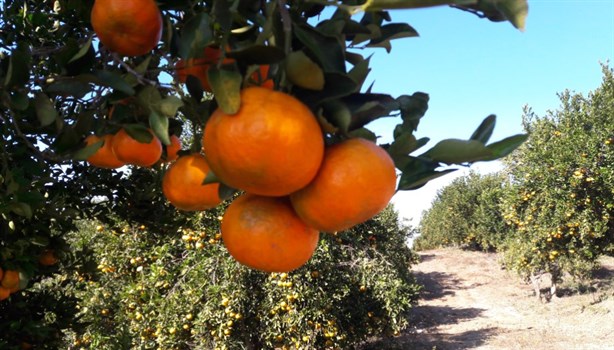 Estos son los beneficios para la salud al comer mandarinas