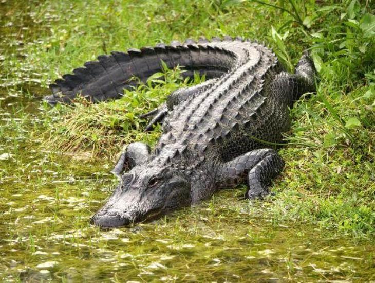 ¿Qué hacer si te topas con un cocodrilo?; tras lluvias reportan avistamientos en Coatzacoalcos y Agua Dulce