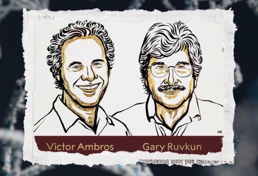 Premio Nobel 2024: ¿Qué es el microARN descubierto por Victor Ambros y Gary Ruvkun?