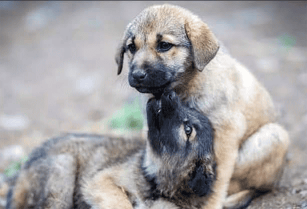 ¿De cuánto es la multa o sanción por abandonar cuerpos de perritos en la calle?