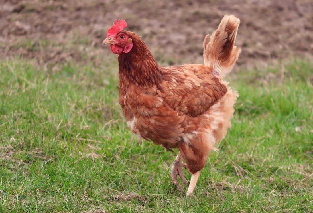 ¿Cuánto cuesta una gallina de rancho en Veracruz?