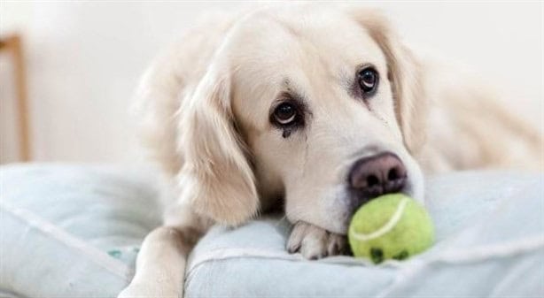 De esta forma puedes proteger a tus mascotas antes y durante un huracán