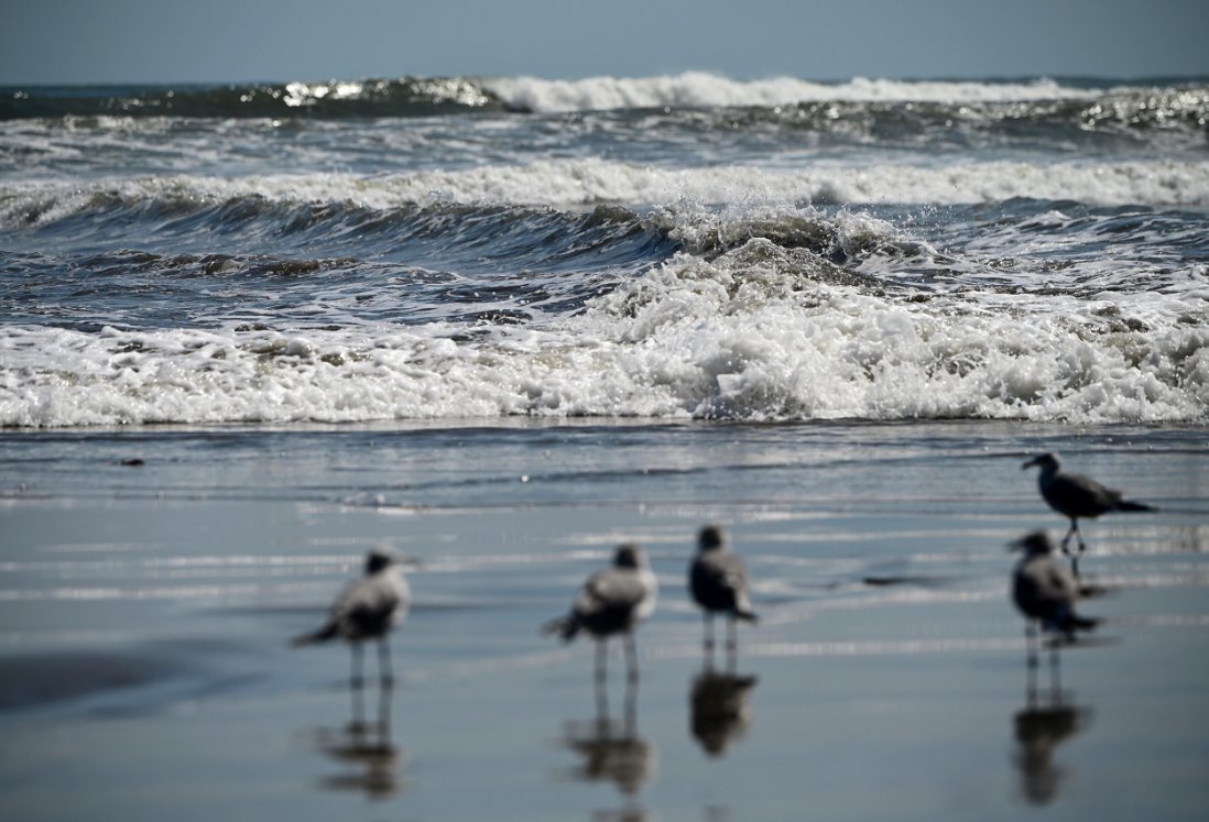 ¿Qué debes hacer si encuentras un animal marino muerto o varado en las playas de Veracruz?