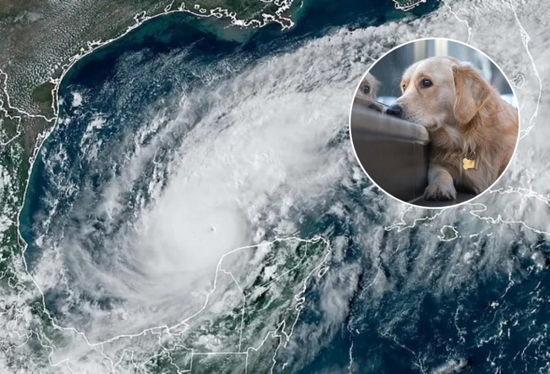 De esta forma puedes proteger a tus mascotas antes y durante un huracán