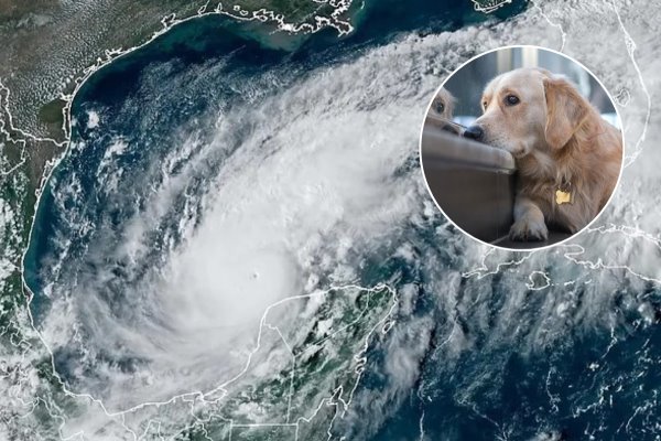 De esta forma puedes proteger a tus mascotas antes y durante un huracán