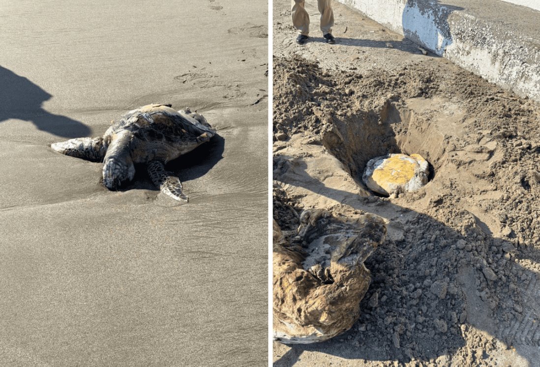 Hallan tortuga sin vida en Playa Martí de Veracruz