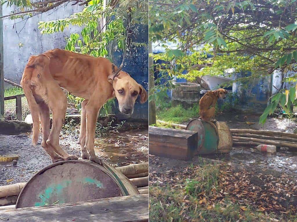 ¡Indignante! desnutrido, amarrado y en el lodo, sobrevive perrito en Agua Dulce