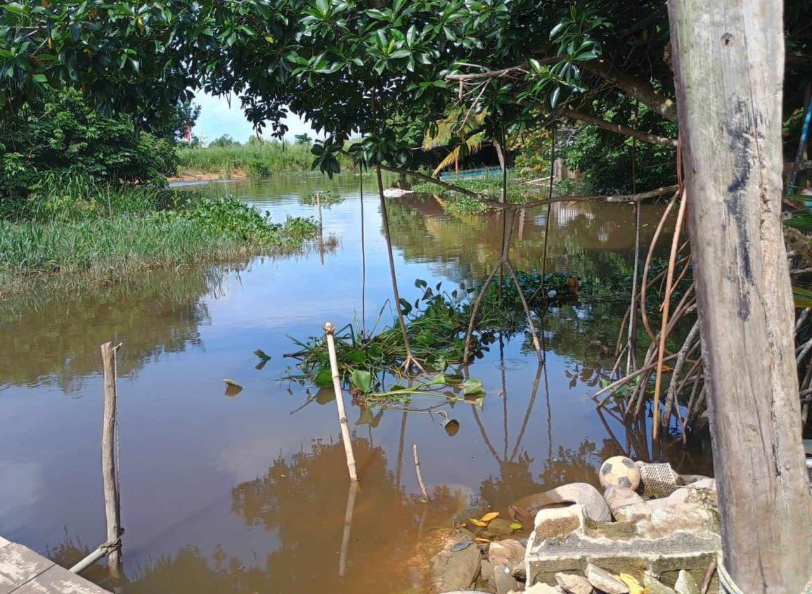 Cocodrilos y lagartos aparecen con la creciente del río Coatzacoalcos | VIDEO