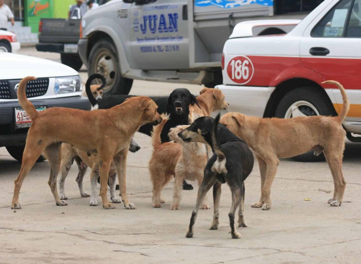 Perros callejeros representan un problema de salud pública en Las Choapas