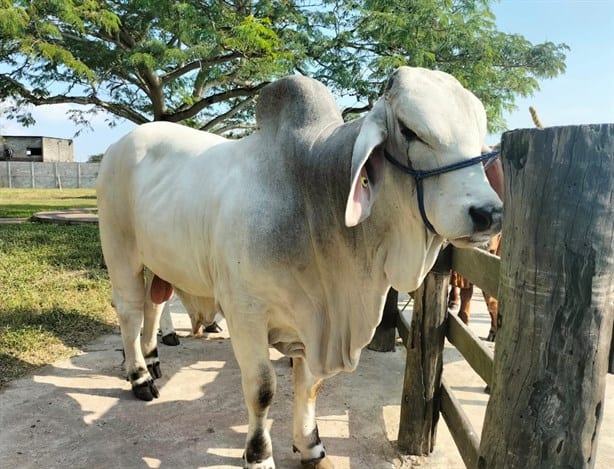 Si vives en zona rural así puedes proteger a los animales de los huracanes