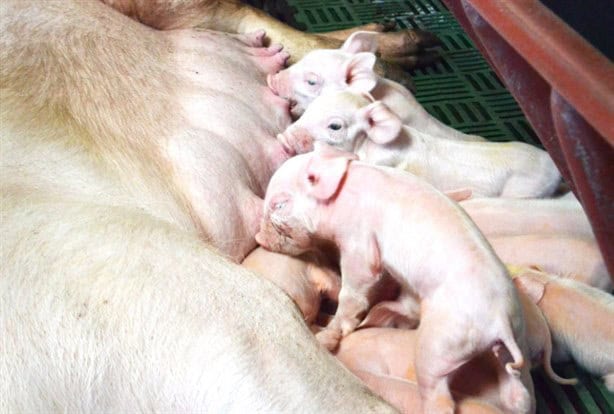 Si vives en zona rural así puedes proteger a los animales de los huracanes