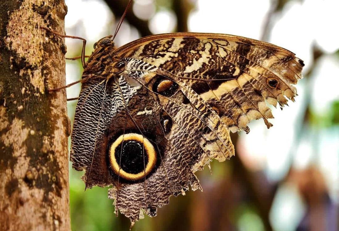 ¿Las mariposas negras anuncian la muerte? Esto dice la ciencia