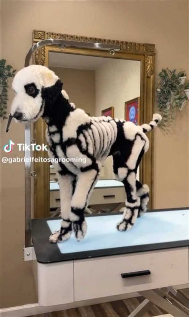 Perrito se hace viral en redes sociales por su disfraz de calavera para Halloween | VIDEO