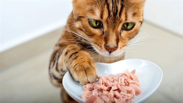 3 alimentos que no sabías que no pueden comer los gatos