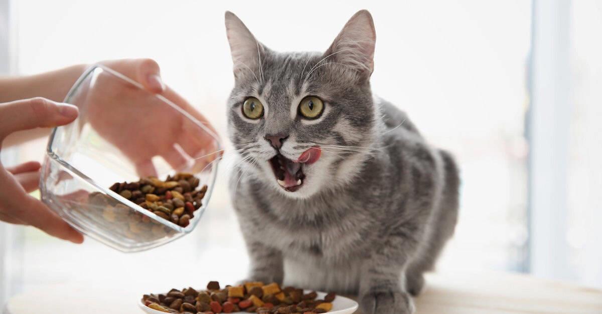 3 alimentos que no sabías que no pueden comer los gatos
