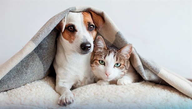 Estas son las mascotas que más vulnerables son a las bajas temperaturas