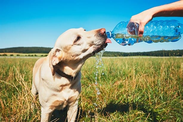 Estas son las mascotas que más vulnerables son a las bajas temperaturas