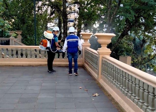 ¿Hay plaga de chinches en el parque Juárez de Xalapa? Autoridades se contradicen
